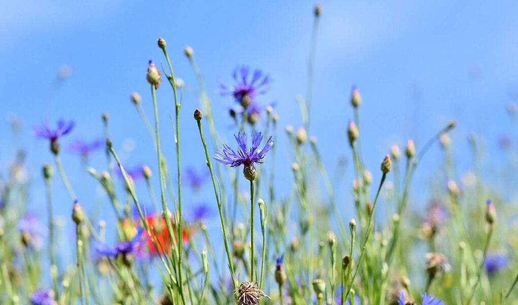 Byliny o bardzo drobnych, ale licznych kwiatostanach